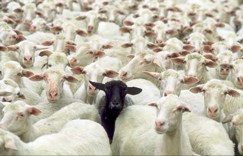 black sheep la gi